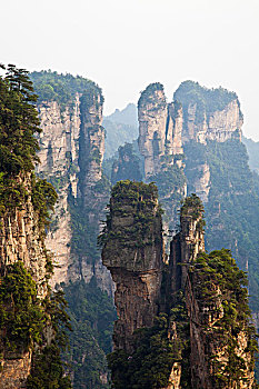 rong bach kim hai nhay