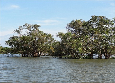 soi cau chuan mjsa