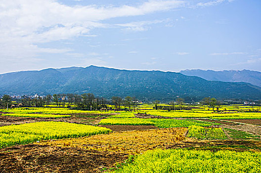 dự đoán mn