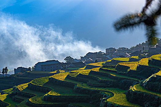 bạch thủ lô 88