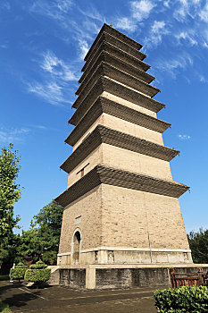 soi câu rong bạch kim