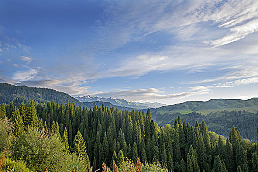 rong bach kim hai nhay
