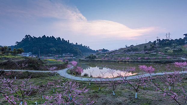 bạch thủ đề ngày mai